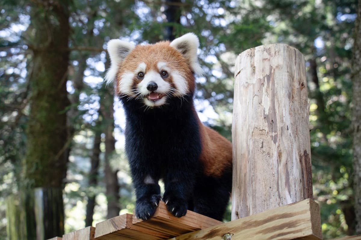 A red panda gifted by Shanghai at the Taipei Zoo.